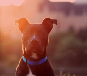 Interesting Facts about Wheelchairs for Pets